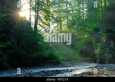 Rayons de soleil pénétrer dans Ghimbavul Gorge vallée forestière, Leota Montagnes, comté d'Arges, Carpates, Roumanie, juillet Banque D'Images