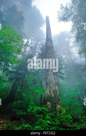 À la recherche jusqu'au sapin en pristine misty hêtre (Fagus sylvatica) et le sapin (Abies sp) les forêts, les montagnes de Fagaras, Vallée Stramba, les Carpates du Sud, Roumanie, juillet. Site Natura 2000 Banque D'Images