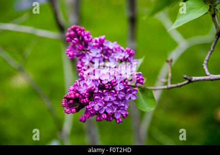 Lilas en fleurs à la Ferme expérimentale centrale, Ottawa (Ontario) Canada Banque D'Images