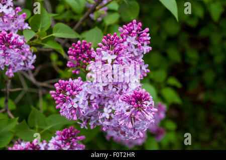 Lilas en fleurs à la Ferme expérimentale centrale, Ottawa (Ontario) Canada Banque D'Images