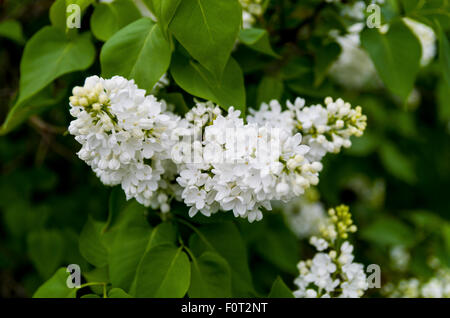 Lilas en fleurs à la Ferme expérimentale centrale, Ottawa (Ontario) Canada Banque D'Images