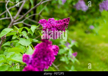 Lilas en fleurs à la Ferme expérimentale centrale, Ottawa (Ontario) Canada Banque D'Images