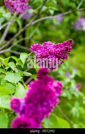 Lilas en fleurs à la Ferme expérimentale centrale, Ottawa (Ontario) Canada Banque D'Images