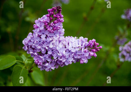 Lilas en fleurs à la Ferme expérimentale centrale, Ottawa (Ontario) Canada Banque D'Images