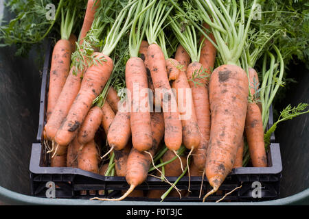 Daucus carota. Les carottes fraîchement cueillies. Banque D'Images