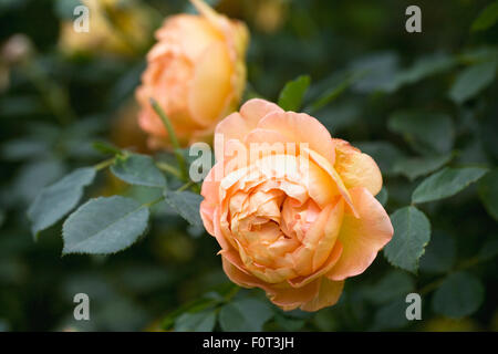 Rosa 'Lady of Shalott' Ausnyson. Banque D'Images