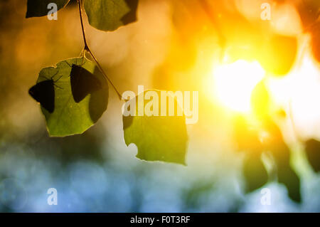 Papillon sur les feuilles vert transparent au coucher du soleil Banque D'Images