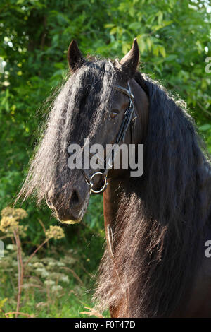 Portrait de cheval noir avec une longue crinière Banque D'Images
