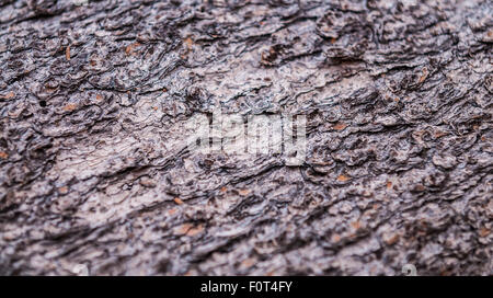 L'écorce des arbres texture background pattern close-up du pin ponderosa Banque D'Images