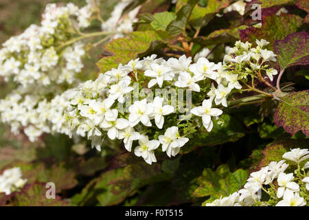 Fleur double fleurs stériles dans la panicule de l'hortensia à feuilles de chêne quercifolia 'Snow Queen' Banque D'Images