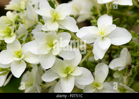 Fleur double fleurs stériles dans la panicule de l'hortensia à feuilles de chêne quercifolia 'Snow Queen' Banque D'Images