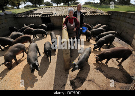 Porco Iberico / noir ibérique porcs d'élevage, près de la Réserve Naturelle de Campanarios Azaiba, Région de Salamanque, Castille et Leon, Espagne, Mai 2011 Banque D'Images