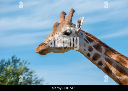 La photo en gros plan d'une tête de girafe Rothschild Banque D'Images