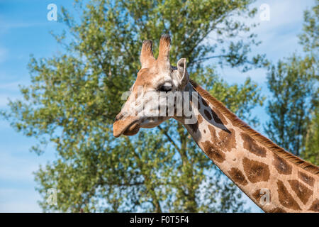 La photo en gros plan d'une tête de girafe Rothschild Banque D'Images