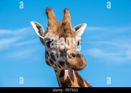 La photo en gros plan d'une tête de girafe Rothschild Banque D'Images