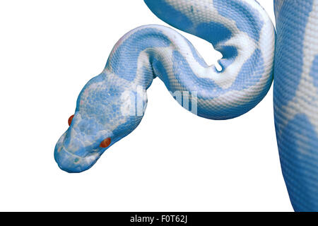 Python réticulé albinos (python reticulatus) isolé sur fond blanc Banque D'Images