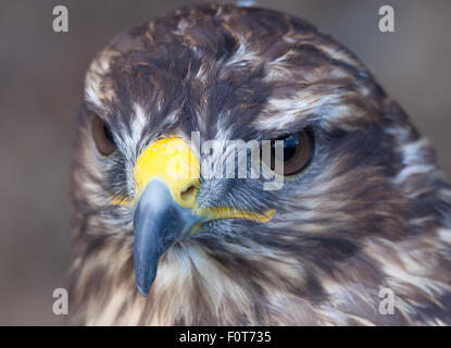 Harris hawk head shot close up Banque D'Images