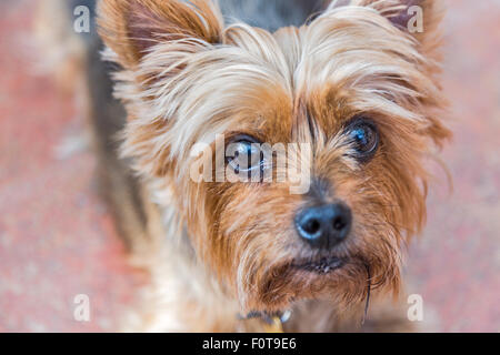 Close up head shot of yorkshire terrier, un petit, mignon chien de compagnie, un chien choyé, avec de grands yeux, le regard vers le haut Banque D'Images