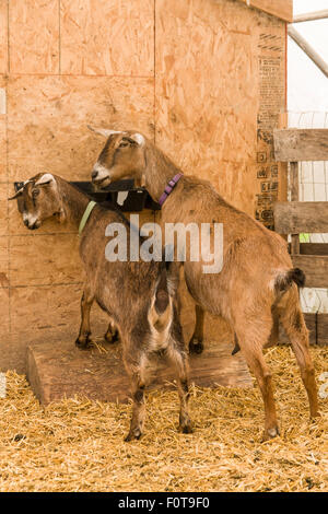Deux chèvres laitières Alpine attraper quelque chose à manger dans leur grange en oeillet, Washington, USA Banque D'Images