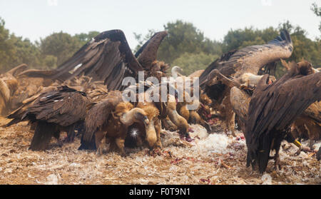 Vautours fauves (Gyps fulvus) et d'Urubus noirs (Platycnemis monachus) dans l'alimentation du troupeau de masse carcasse pon, Campanarios Réserve Biologique de Azaba, un rewilding Europe area, Salamanque, Castille et Leon, Espagne Banque D'Images