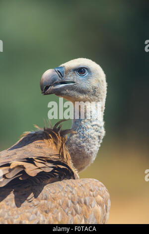 Vautour fauve (Gyps fulvus) tête portrait, Campanarios Réserve Biologique de Azaba, un rewilding Europe area, Salamanque, Castille et Leon, Espagne Banque D'Images