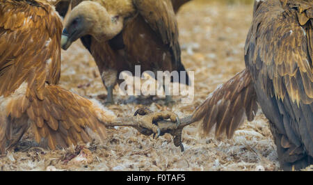 Vautour fauve (Gyps fulvus) avec deux jambes liées au différend, Campanarios Réserve Biologique de Azaba, un rewilding Europe area, Salamanque, Castille et Leon, Espagne Banque D'Images