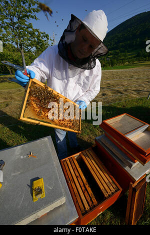 Gagnante du prix apiculteur Sanjin Zarkovic à son abeille (Apis mellifera) ferme à Melnice, parc naturel de Velebit, Rewilding Europe area, montagnes Velebit, Croatie Banque D'Images