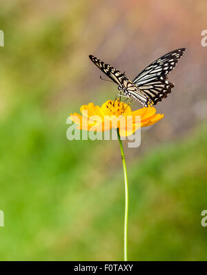 Beau papillon sur la fleur Banque D'Images