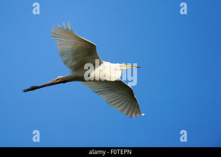 Grand Héron blanc (Egretta alba modesta) volant au-dessus, le delta du Danube, Roumanie zone rewilding Juin Banque D'Images