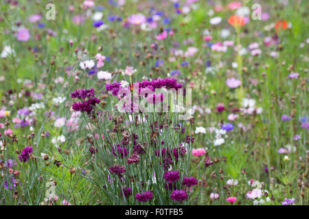 Prairie de fleurs à la fin de l'été. Banque D'Images