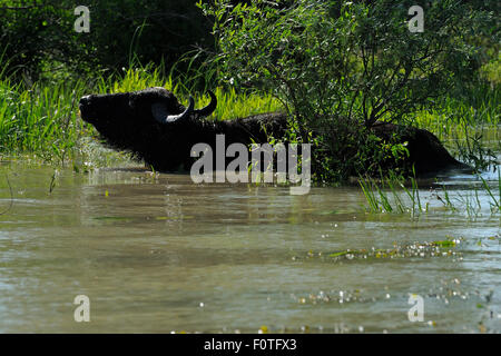Les buffles d'eau (Bubalus arnee bubalis) baignant dans l'eau, delta du Danube, Roumanie zone rewilding Banque D'Images