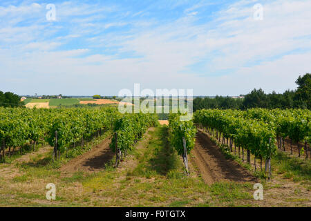 Green grapes growing sur des vignes au début de l'été au vignoble de l'extérieur de Saint Thomas de Conac, Charente-Maritime, France Banque D'Images