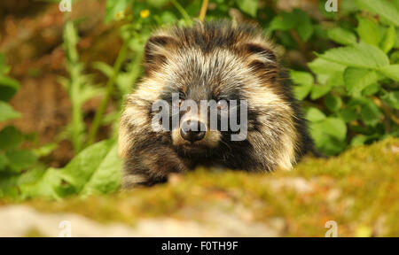 Le chien viverrin (Nyctereutes procyonoides) portrait, Berlin, Germany Banque D'Images