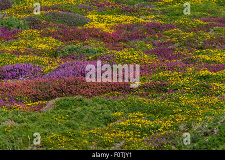 La floraison d'ajoncs et de bruyères sur la lande côtière de west Cornwall en été, Gwennap Head, Cornwall, England, UK. Banque D'Images