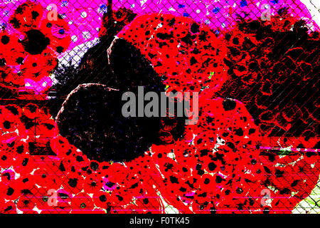 Une image composite de coquelicots rouges et blancs qui ont été fabriquées à la main pour une commémoration de la première guerre mondiale et de l'espoir pour la paix Banque D'Images