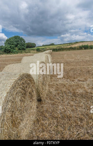 Des balles de paille et foin / champ de chaumes de céréales récoltés après récolte. Se concentrer sur la balle et de premier plan en bas de l'image. Métaphore de la sécurité alimentaire. Banque D'Images