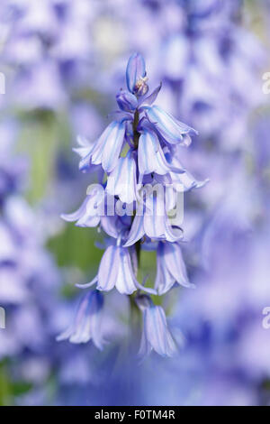 Close up détaillées de bluebell flowers avec profondeur de champ Banque D'Images