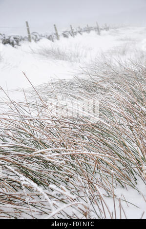 La neige a couvert de roseaux dans le vent froid de flexion sur une colline enneigée dans le Derbyshire, Angleterre. Banque D'Images