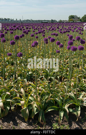 Allium 'Globemaster' croisement entre l'Allium christophii et A. macleanii.pépinière, Egmond aan den Hoef, Pays-Bas Banque D'Images