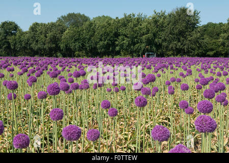 Allium 'Globemaster' croisement entre l'Allium christophii et A. macleanii.pépinière, Egmond aan den Hoef, Pays-Bas Banque D'Images