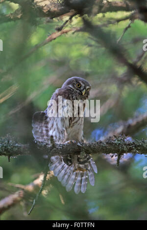 Chouette naine Glaucidium passerinum eurasien passerinum Banque D'Images