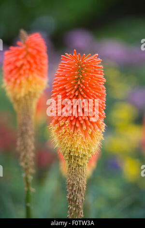 Kniphofia 'Prince Igor". Red Hot poker fleurs Banque D'Images