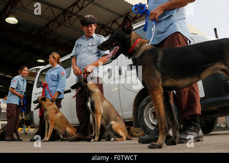 Phnom Penh, Cambodge. Août 21, 2015. Déminage cambodgienne pour les activités de soins responsables de chiens renifleurs à Phnom Penh, Cambodge, 21 août 2015. Dix chiens de détection de mines ont été transportés par avion au Cambodge à partir de la Bosnie le vendredi, ce qui porte le nombre de chiens d'experts au Cambodge à 44, un fonctionnaire a dit. © Phearum/Xinhua/Alamy Live News Banque D'Images