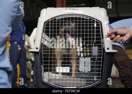 Phnom Penh, Cambodge. Août 21, 2015. Un chien renifleur arrive à Phnom Penh, Cambodge, 21 août 2015. Dix chiens de détection de mines ont été transportés par avion au Cambodge à partir de la Bosnie le vendredi, ce qui porte le nombre de chiens d'experts au Cambodge à 44, un fonctionnaire a dit. © Phearum/Xinhua/Alamy Live News Banque D'Images