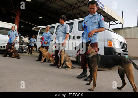 Phnom Penh, Cambodge. Août 21, 2015. Déminage cambodgienne pour les activités de soins responsables de chiens renifleurs à Phnom Penh, Cambodge, 21 août 2015. Dix chiens de détection de mines ont été transportés par avion au Cambodge à partir de la Bosnie le vendredi, ce qui porte le nombre de chiens d'experts au Cambodge à 44, un fonctionnaire a dit. © Phearum/Xinhua/Alamy Live News Banque D'Images