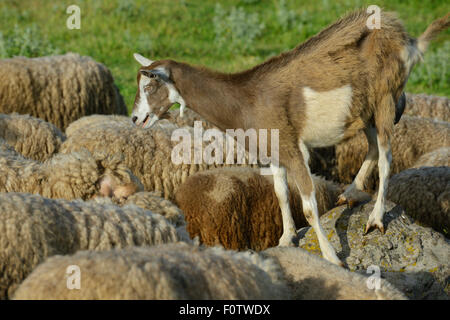 Berger avec ses moutons et une chèvre, Dolni Glavanak, Eastern Rhodope, Bulgarie, mai 2013. Banque D'Images