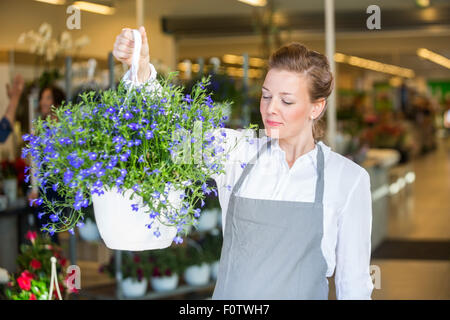 Fleuriste fleurs violettes odorantes femelle en boutique Banque D'Images