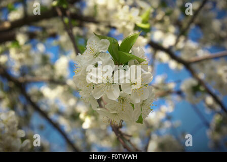 Les fleurs de cerisier. Fleur de printemps. Composition de la nature. Banque D'Images