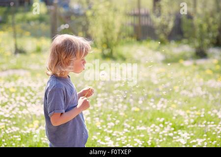 Jeune garçon à l'extérieur, blowing dandelion Banque D'Images