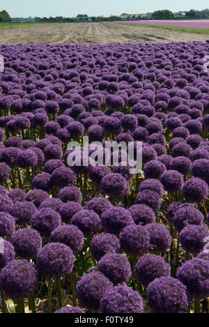 Allium 'Globemaster' croisement entre l'Allium christophii et A. macleanii.pépinière, Egmond aan den Hoef, Pays-Bas Banque D'Images